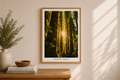 Redwood Forest Print