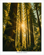 Redwood Forest Print